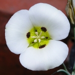 Calochortus leichtlinii catpicseed02