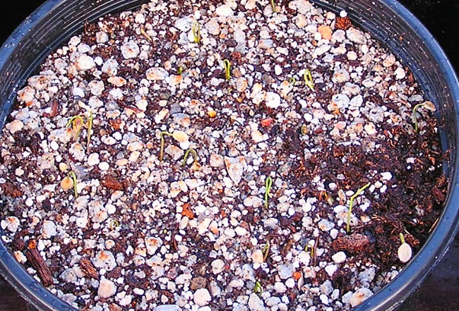 C.nuttallii.seedlings 650x441